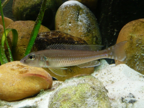 2010725165155_lepthrinops placidochromis jalo 005.jpg